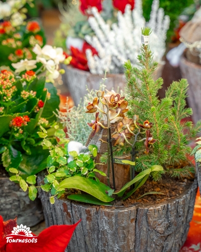 Arrangement floral de Noël en pot avec orchidée et sapin miniature.